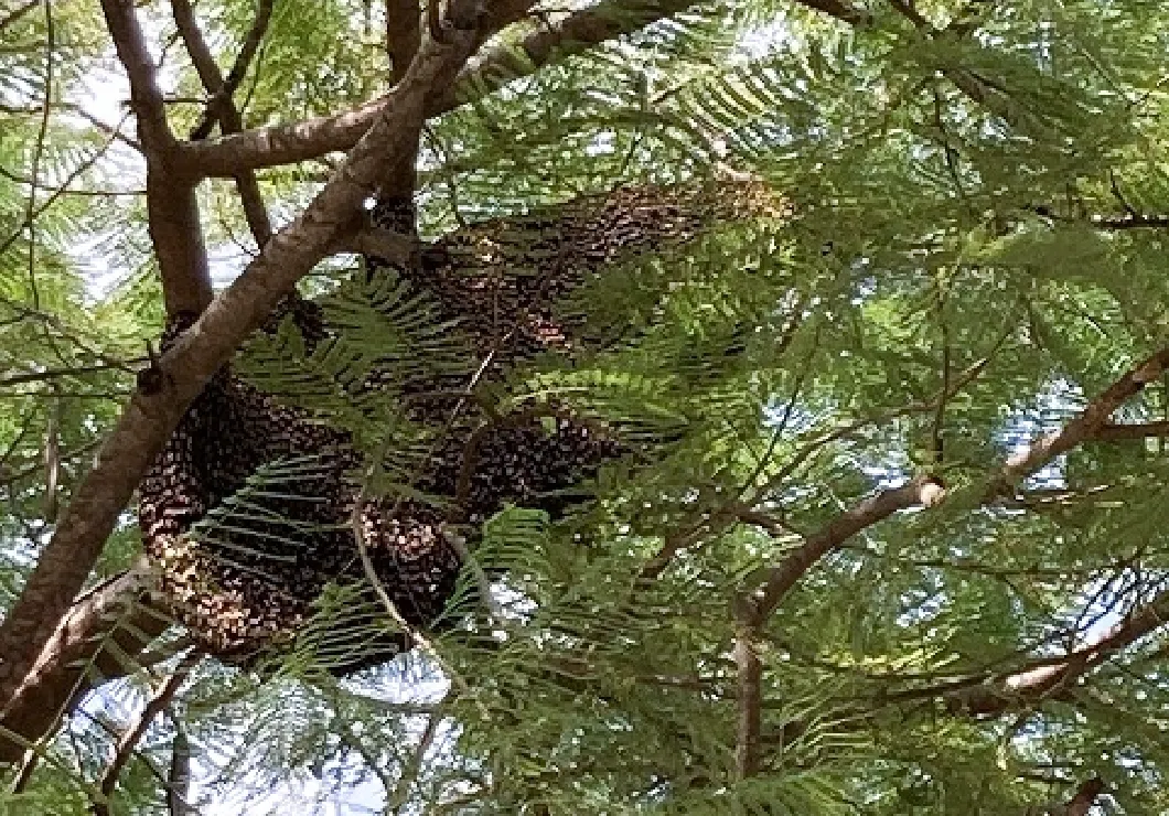Transporting and Installing a Large Press Machine Beyond Giant Hornet Nests